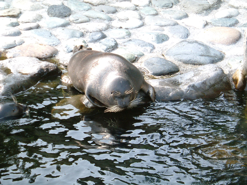 Serpa. Wikimedia Commons
